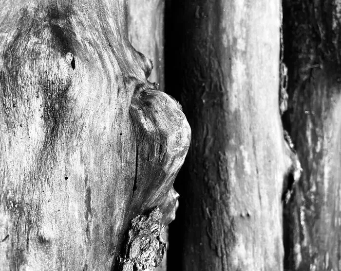 Pic I Took Of Wood (Possible While Camping)
