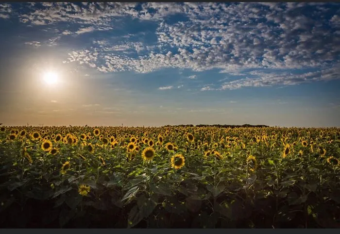 Setting Sun At A Sunflower Farm