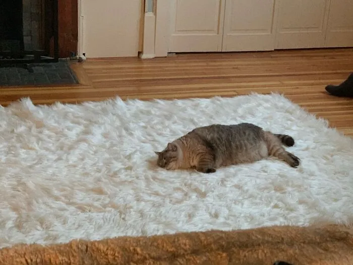Night Night
