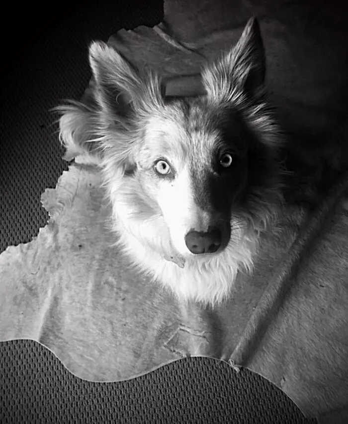 Blue Eyed Bandit