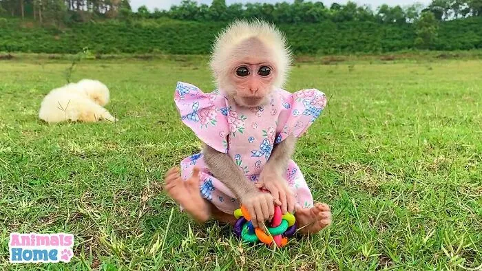 Rescued Indonesian Monkey Makes Friends Everywhere She Goes, And The Internet Loves It (35 Pics)