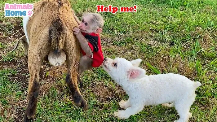 Rescued Indonesian Monkey Makes Friends Everywhere She Goes, And The Internet Loves It (35 Pics)