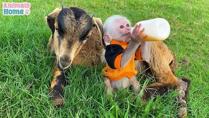 Rescued Indonesian Monkey Makes Friends Everywhere She Goes, And The Internet Loves It (35 Pics)