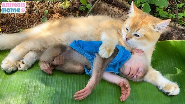 Rescued Indonesian Monkey Makes Friends Everywhere She Goes, And The Internet Loves It (35 Pics)