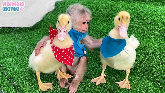 Rescued Indonesian Monkey Makes Friends Everywhere She Goes, And The Internet Loves It (35 Pics)