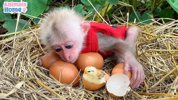 Rescued Indonesian Monkey Makes Friends Everywhere She Goes, And The Internet Loves It (35 Pics)