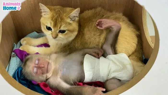 Rescued Indonesian Monkey Makes Friends Everywhere She Goes, And The Internet Loves It (35 Pics)