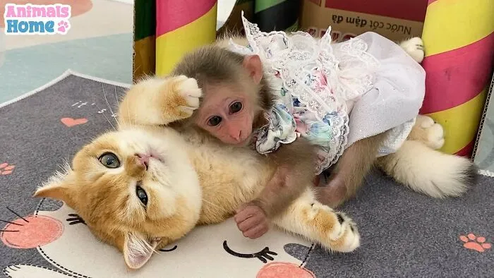 Rescued Indonesian Monkey Makes Friends Everywhere She Goes, And The Internet Loves It (35 Pics)