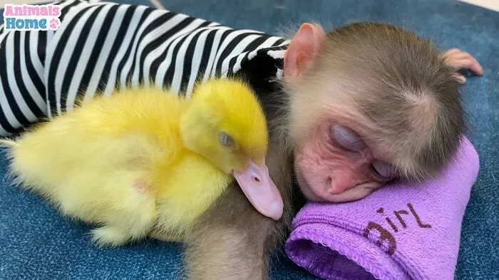 Rescued Indonesian Monkey Makes Friends Everywhere She Goes, And The Internet Loves It (35 Pics)