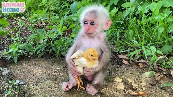 Rescued Indonesian Monkey Makes Friends Everywhere She Goes, And The Internet Loves It (35 Pics)