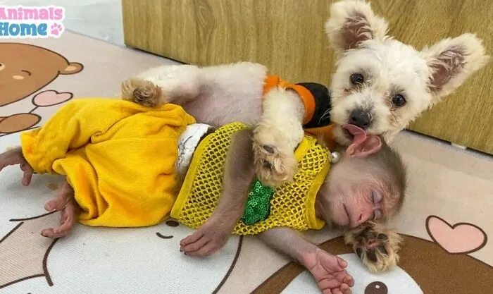 Rescued Indonesian Monkey Makes Friends Everywhere She Goes, And The Internet Loves It (35 Pics)