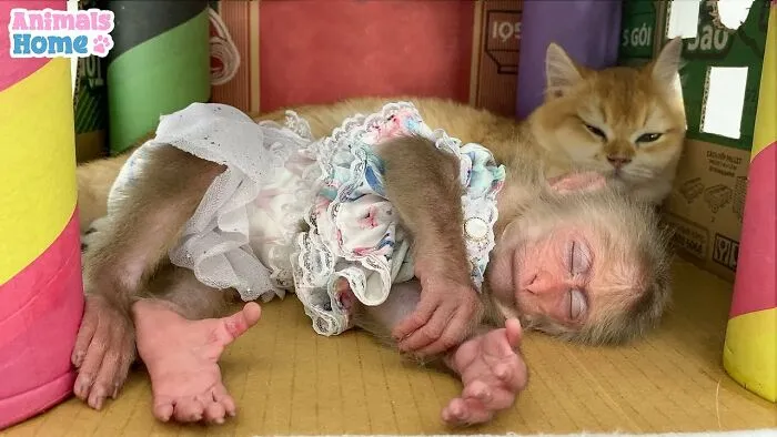 Rescued Indonesian Monkey Makes Friends Everywhere She Goes, And The Internet Loves It (35 Pics)