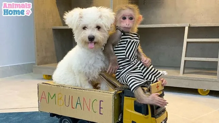 Rescued Indonesian Monkey Makes Friends Everywhere She Goes, And The Internet Loves It (35 Pics)
