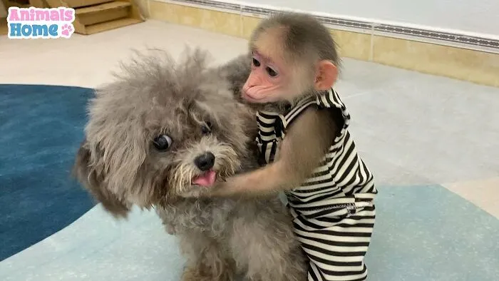 Rescued Indonesian Monkey Makes Friends Everywhere She Goes, And The Internet Loves It (35 Pics)