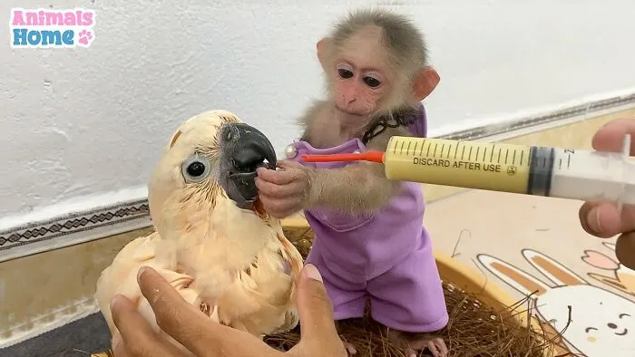 Rescued Indonesian Monkey Makes Friends Everywhere She Goes, And The Internet Loves It (35 Pics)