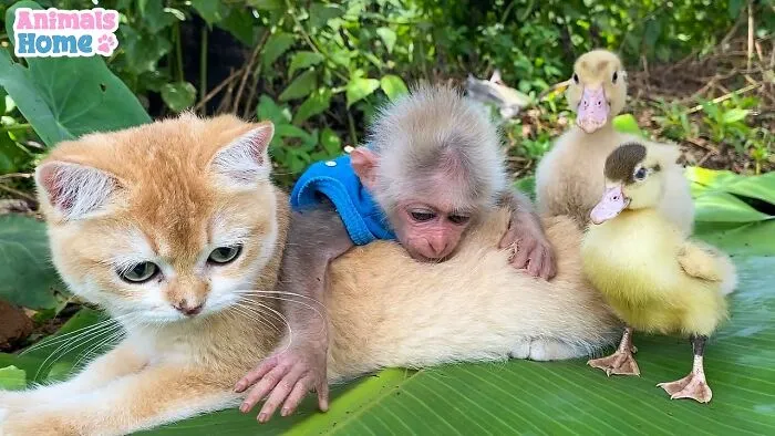 Rescued Indonesian Monkey Makes Friends Everywhere She Goes, And The Internet Loves It (35 Pics)
