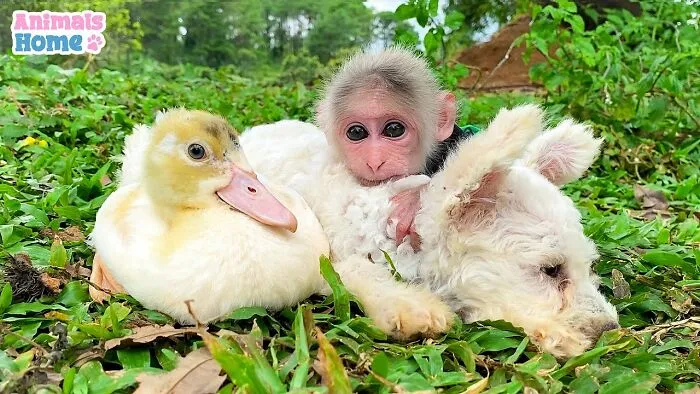 Rescued Indonesian Monkey Makes Friends Everywhere She Goes, And The Internet Loves It (35 Pics)