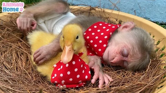 Rescued Indonesian Monkey Makes Friends Everywhere She Goes, And The Internet Loves It (35 Pics)