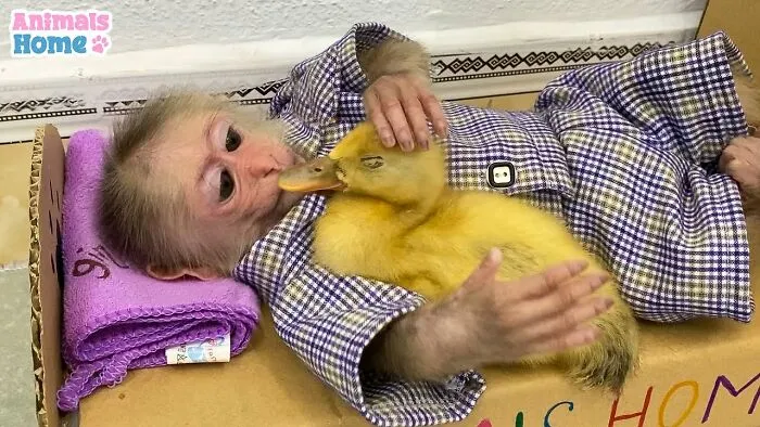 Rescued Indonesian Monkey Makes Friends Everywhere She Goes, And The Internet Loves It (35 Pics)