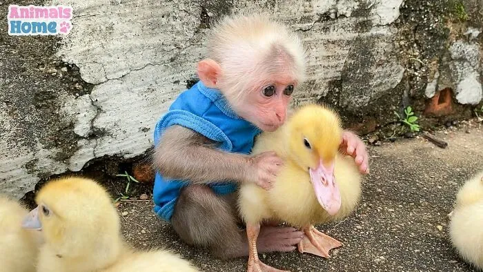 Rescued Indonesian Monkey Makes Friends Everywhere She Goes, And The Internet Loves It (35 Pics)