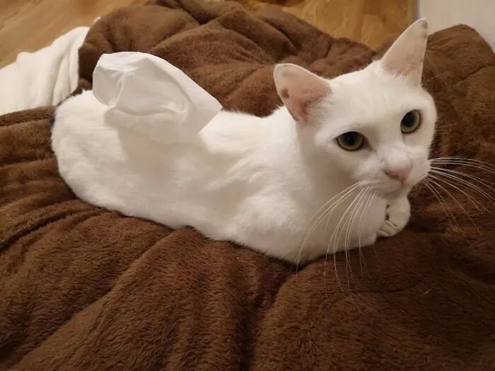 Tissue Box