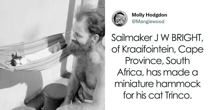 Twitter User Shared 14 Historical Photos Of Cats Chilling In Their Tiny Hammocks Aboard Naval Ships