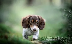 40 Action Photos Of Dogs That I Took Because I Think Dogs Are Adorable