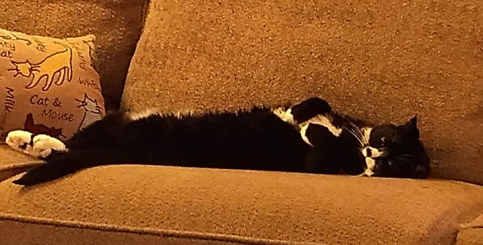 It's Otter Cat!