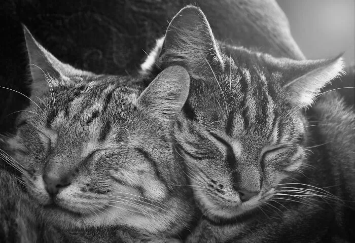 Snuggle Bunnies
