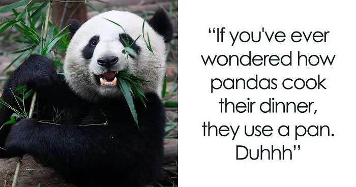 98 Of Truly Panda-stic Panda Puns