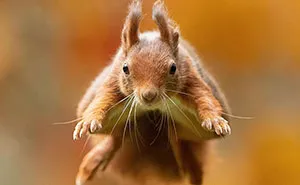 I Capture Beautiful Moments In Wildlife, Here Are My 30 Recent Photos