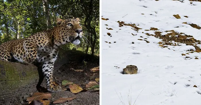Winners Of Nature "inFocus" Photo Contest Capture Incredible Moments On Earth (37 Pics)