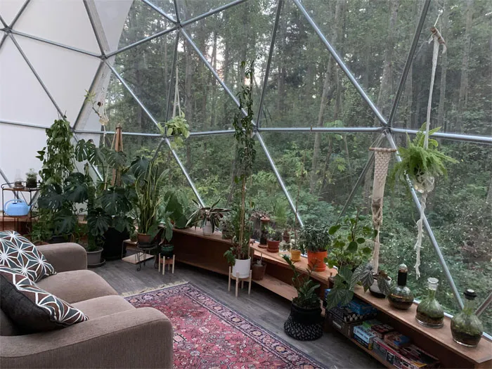 Plants Getting Settled Into Their New Home