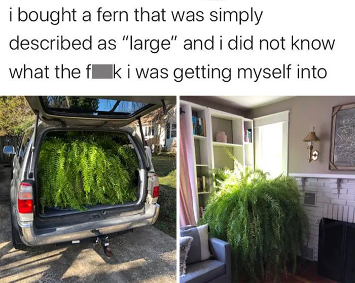 I Desperately Want This Fern