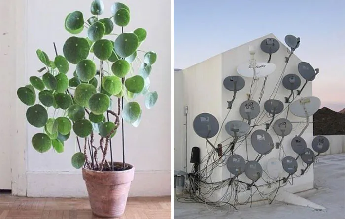 Thought You Guys Would Appreciate This Pilea!