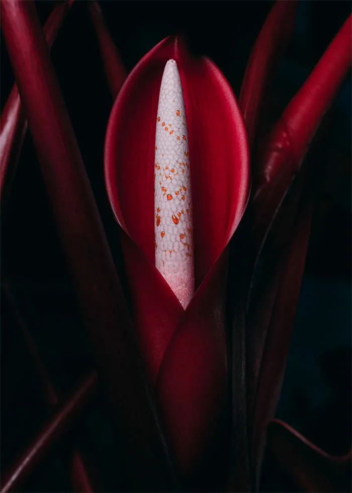 My Fiance Asked Me To Take Photos Of Her Philodendron Prince Of Orange Blooming