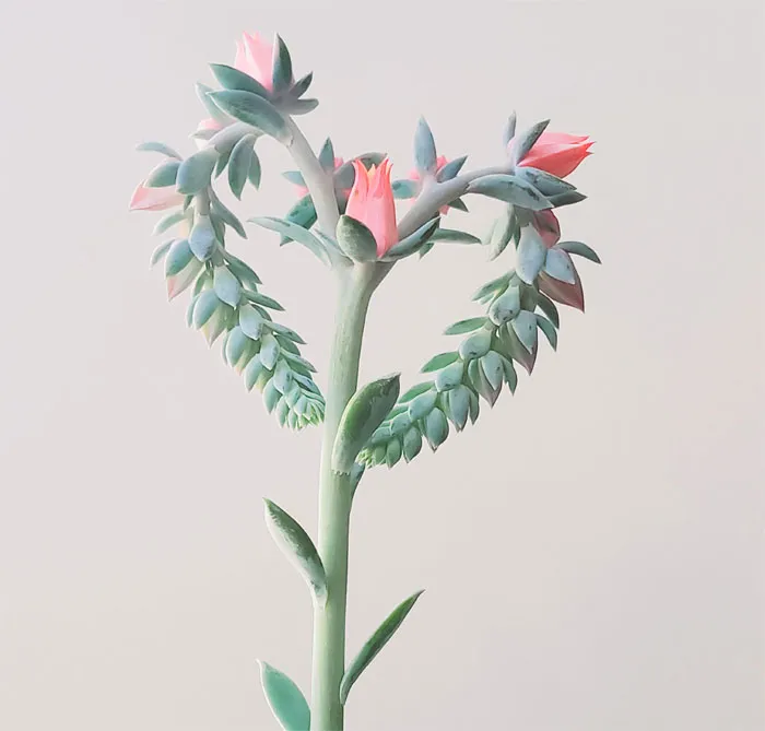 ¡Aquí mi echeveria demostrándome su amor con sus flores!