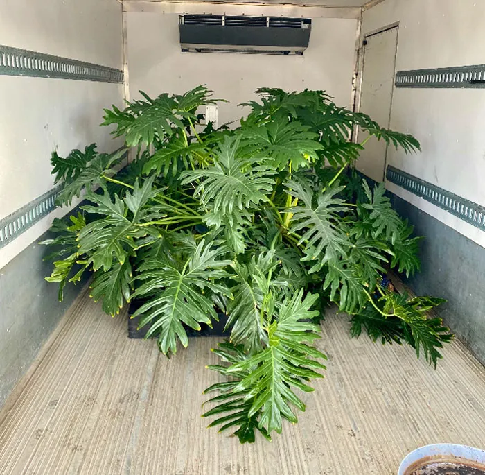 My GF Scored This Very Subtle 30yr Old Philodendron For $95. Figured It Would Get The Love It Deserves Here