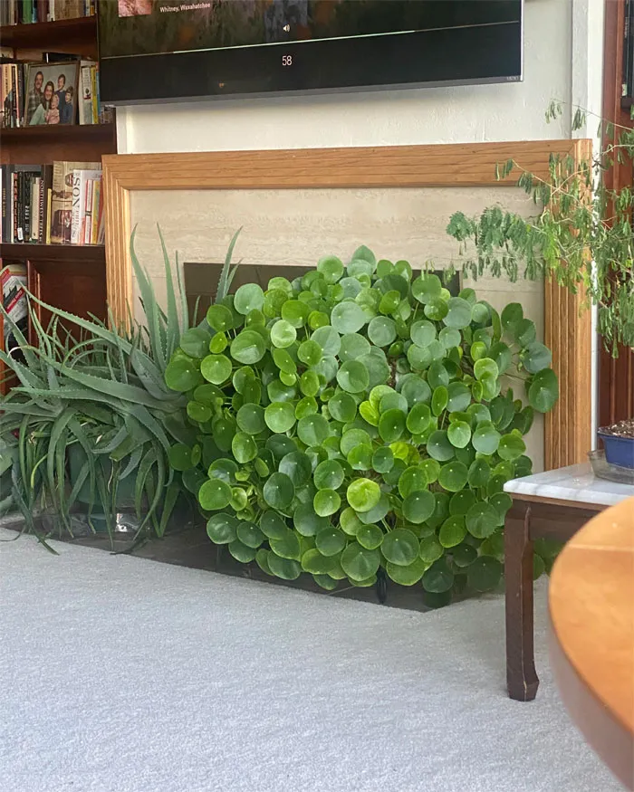 Pilea Flex 💪