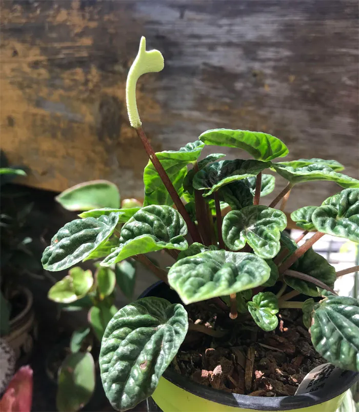 Mi peperomia me demuestra lo mucho que aprecia el amor que le doy