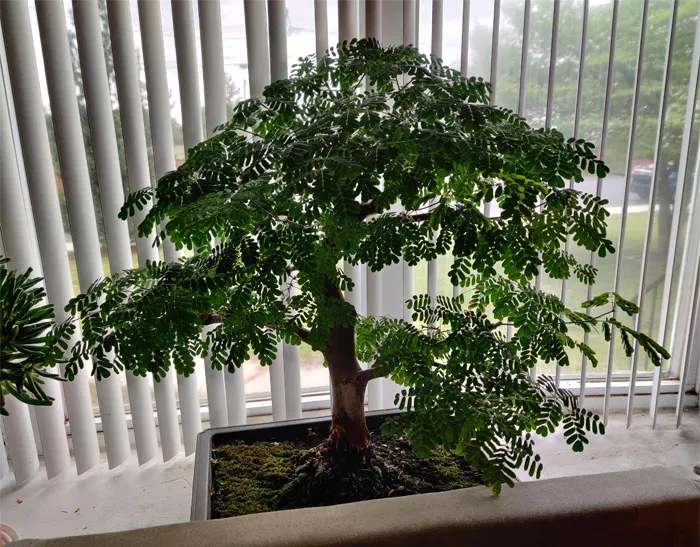 My Oldest Houseplant. Texas Ebony. 10ish Years. You Like?