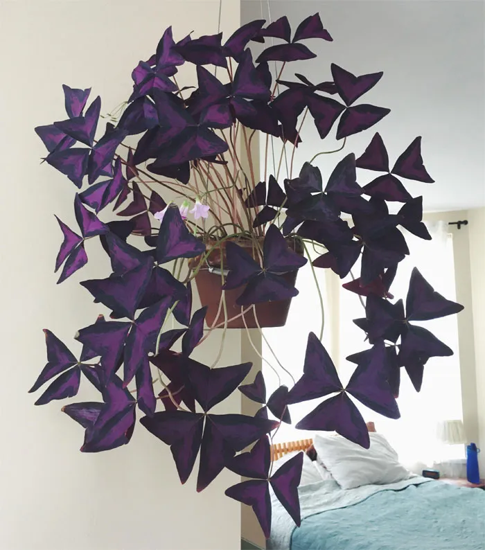 I Inherited This Oxalis After My Plant Loving Grandfather Passed. It Was In Such Rough Shape That All Growth Had To Be Removed. Now It’s Huge And Flowering 💜