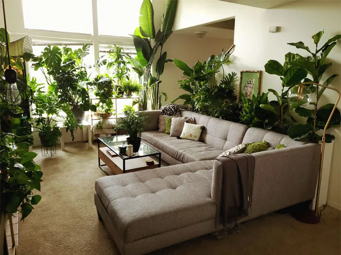 By Golly, I Think I Fit All My Patio Houseplants Back Into The House And I'm Still Scratching My Head On How I Managed It