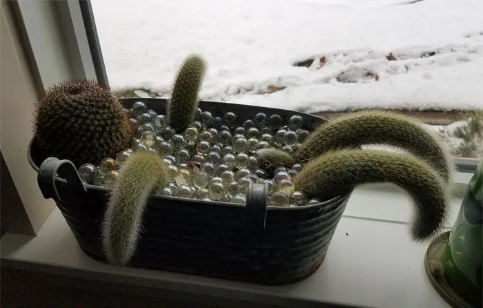 Tuve que poner mi maceta de bañera (con un cactus mammillaria y cactus cola de mono) dentro de la oficina porque ya es invierno, y uno de sus brazos comenzó a brotar en un lugar bastante inoportuno…