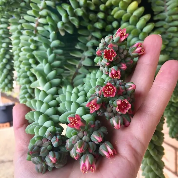 Blooming Burro's Tail