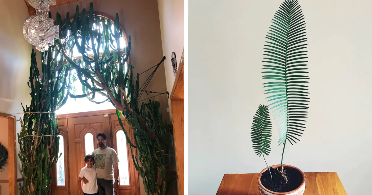 50 Amantes de las plantas que no pudieron resistirse a compartir fotos de sus plantas de interior