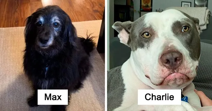 40 Most Popular Male Dog Names For Very Good Boys