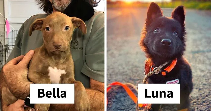 104 Of The Most Popular Girl Dog Names For The Goodest Gals