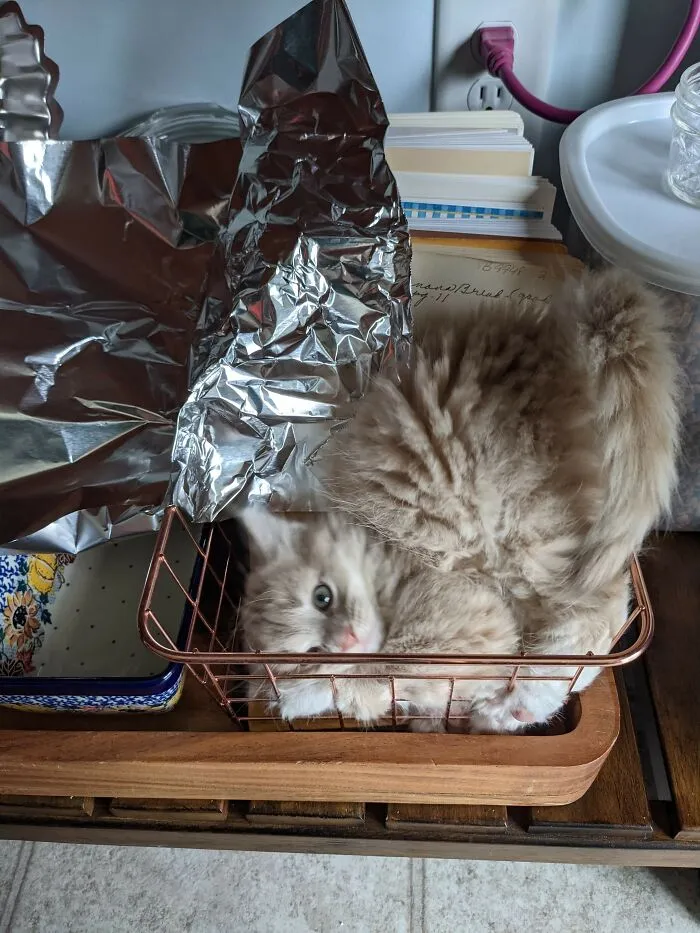 My Grandkitten In A Wire Basket. Even The Tin Foil Didn't Deter Him.