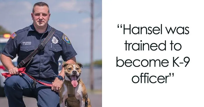 Meet Hansel, A Pit Bull Who Was Rescued From A Dog Fighting Ring And Adopted By The Millville Fire Department Who Trained Him To Become An Arson Detection K-9 Officer